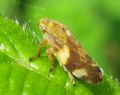 Philaenus spumarius